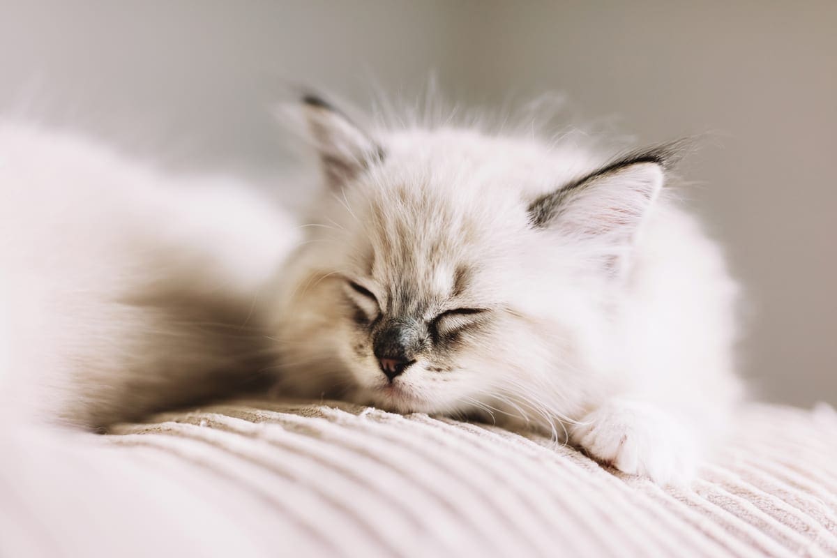 ragdoll-cat-small-kitten-sleep-at-home-CQP2PD7